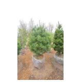 White Pine - 6'