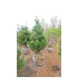 White Pine - 6'