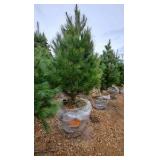 White Pine - 6'