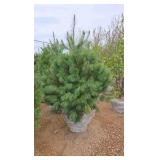 White Pine - 6'