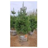 White Pine - 6'