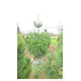 White Pine - 6'