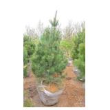 White Pine - 6'