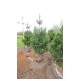 White Pine - 6'