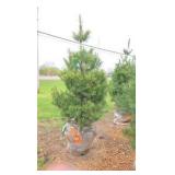 White Pine - 6'