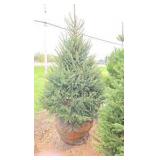 Black Hills Spruce
