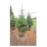 Black Hills Spruce