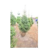 Black Hills Spruce