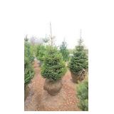 Black Hills Spruce