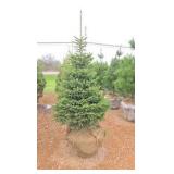 Black Hills Spruce