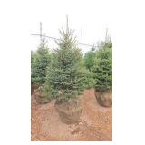 Black Hills Spruce