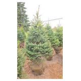 Black Hills Spruce