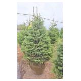 Black Hills Spruce