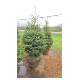 Black Hills Spruce