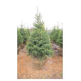 Black Hills Spruce