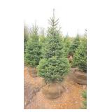 Black Hills Spruce