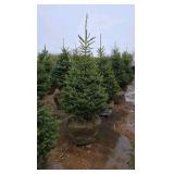 Black Hills Spruce