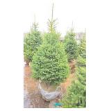 Black Hills Spruce