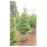 Black Hills Spruce