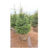 Black Hills Spruce