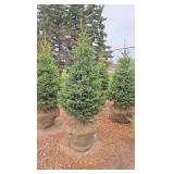 Black Hills Spruce