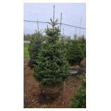 Black Hills Spruce