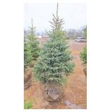 Black Hills Spruce