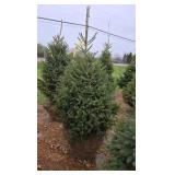 Black Hills Spruce