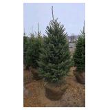 Black Hills Spruce