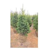Black Hills Spruce