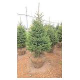 Black Hills Spruce