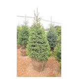 Black Hills Spruce