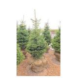 Black Hills Spruce