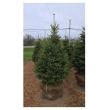 Black Hills Spruce