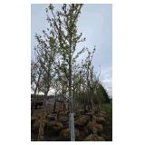 Autumn Blaze Maple