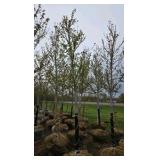Autumn Blaze Maple