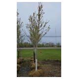 Autumn Blaze Maple