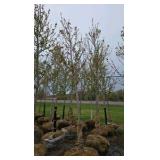 Autumn Blaze Maple