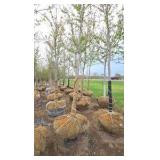 Autumn Blaze Maple