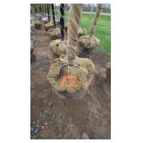 Autumn Blaze Maple