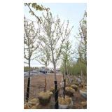 Autumn Blaze Maple