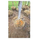 Autumn Blaze Maple