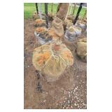 Autumn Blaze Maple
