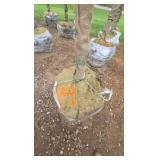 Red Point Maple