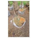 Red Point Maple