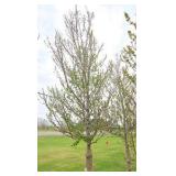 Red Point Maple