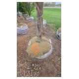 Red Point Maple