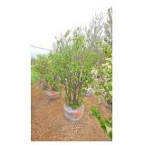 Japanese Lilac - Clump Style