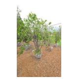 Japanese Lilac - Clump Style