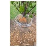 Japanese Lilac - Clump Style